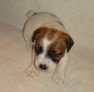 Puppy 4 Female